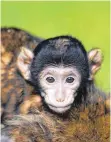  ?? FOTO: AB ?? Die Affenbabys gucken schon recht neugierig in die Welt.