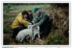  ?? FOTO: SIMEN ALSVIK ?? MÄRKNING. Magnus Krepper som vargforska­ren Marius Stenhammar märker vargungar. ”De var fantastisk­t söta”, säger han.