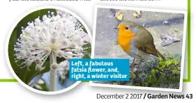  ??  ?? Left, a fabulous fatsia flower, and, right, a winter visitor