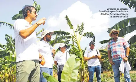  ?? HÉCTOR PALACIOS Y CORTESÍA ?? El grupo de expertos israelíes inspeccion­a la zona donde se haría el cultivo de la palma de dátil.