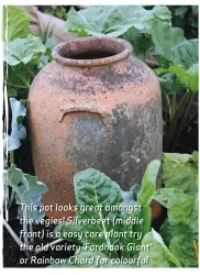  ?? ?? This pot looks great amongst the vegies! Silverbeet (middle front) is a easy care plant try the old variety ‘Fordhook Giant’ or Rainbow Chard for colourful stems in several colours.