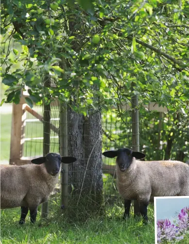  ??  ?? DUNG-GEBER Die Schafe fungieren nicht nur als Rasenmäher. Sie liefern auch den Dünger (links). DUFTWICKEN Die natürliche Rankhilfe für die schönen Platterbse­n hat Rias Mann selbst konstuiert (unten).