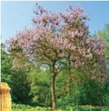  ??  ?? L’ultima colonna del Tempio di Hera Lacinia a Capo Colonna, nell’area dell’antica Kroton. Sopra, un esemplare di Paulownia tomentosa, specie che dovrebbe essere piantata su un terreno sotto il quale potrebbero esserci altri resti archeologi­ci