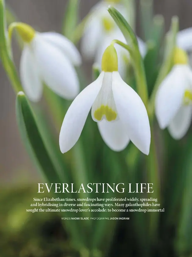 Snowdrop Immortals Pressreader