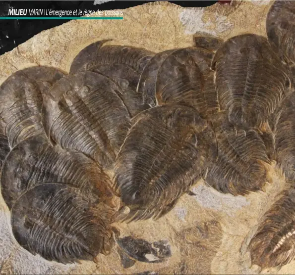  ??  ?? Les Trilobites sont apparus à « l’explosion cambrienne », période unique dans l’histoire de la vie sur la Terre.