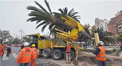  ?? (FACUNDO LUQUE) ?? Palmeras típicas. El trasplante de los árboles por la obra de plaza España es muy delicado.