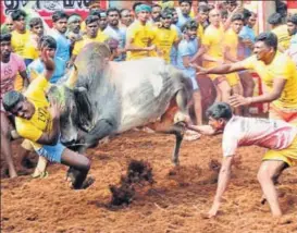  ?? PTI ?? People try to tame a bull during a Jallikattu event in Tamil Nadu’s Madurai district on Tuesday.