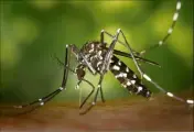  ??  ?? C’est principale­ment par le moustique que la maladie est transmise à l’homme.