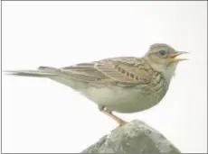  ?? Photograph: Robert Lambie ?? Large numbers of skylark moved through Arran in September.