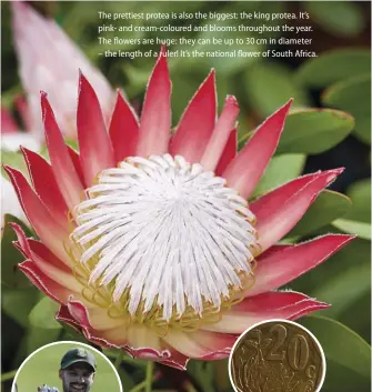  ??  ?? The prettiest protea is also the biggest: the king protea. It’s pink- and cream-coloured and blooms throughout the year. The flowers are huge: they can be up to 30 cm in diameter – the length of a ruler! It’s the national flower of South Africa.