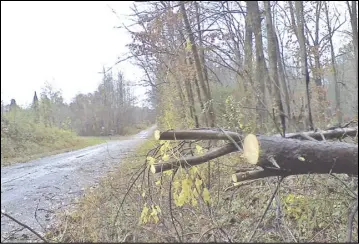  ?? Photo by Roger Piantadosi/rapphanano­ck News ?? On Hunters Road near Washington, an anonymous early-rising neighbor with a chainsaw carry permit made passage easier the morning after the storm.