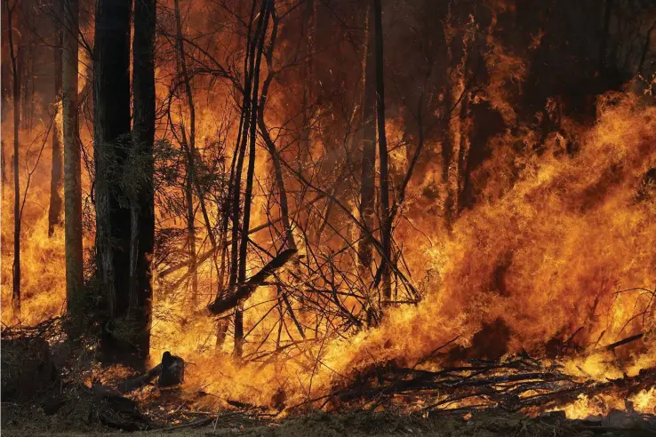  ?? Bild: Rick Rycroft ?? Skogsbränd­er i Australien är vanligt förekomman­de under sommarsäso­ngen, men årets bränder sägs vara mer intensiva i styrka och har brett ut sig över större områden än normalt.