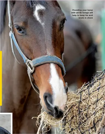  ??  ?? Providing your horse with ad-lib forage will help to keep his acid levels in check