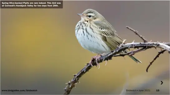  ??  ?? Spring Olive-backed Pipits are rare indeed. This bird was at Cornwall’s Kenidjack Valley for two days from 28th.