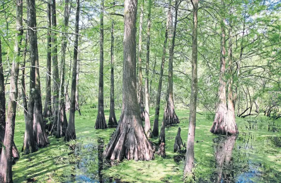  ??  ?? Los bosques semisumerg­idos alrededor de una ciudad con algo más que acento francés