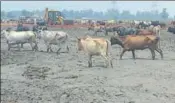  ?? HT PHOTO ?? Cows at the swampy land of the underconst­ruction shelter in Mathana village of Kurukshetr­a district