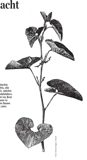  ??  ?? Aristoloch­ia clematitis, die Osterluzei, wächst auf Getreidefe­ldern. Sie kommt ins Brot und kann in niedrigen Dosen giftig sein.