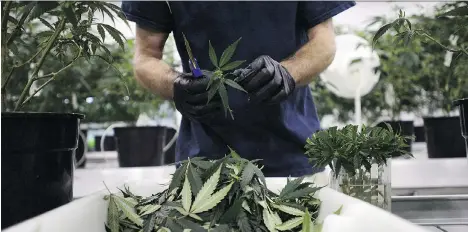  ?? SEAN KILPATRICK/THE CANADIAN PRESS ?? Staff produce medical marijuana at Canopy’s facility in Smiths Falls, Ont. Canopy co-CEO Bruce Linton suggests that alcohol giant Constellat­ion’s major investment in his company could give the two companies an edge over Big Pharma and other big firms.