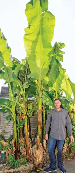  ??  ?? Blooming marvellous: Jason Hedges with the banana plant