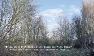  ??  ?? The trees providing a green buffer between Sandy Lane and the Runcorn energy-from-waste plant