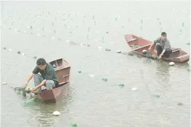  ??  ?? 浙江诸暨珍珠养殖户在­收蚌壳CFP 图