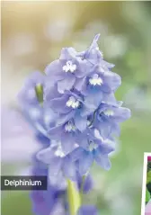  ??  ?? Delphinium