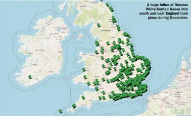  ??  ?? A huge influx of Russian White-fronted Geese into south and east England took place during December.