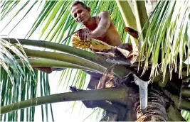  ??  ?? The tapper meticulous­ly cuts the coconut flower at the top of the tree