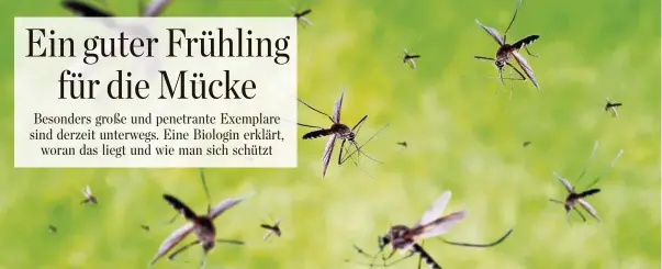  ?? ISTOCK ?? Der Frühling war zwar kalt, aber regnerisch – und Mücken mögen es feucht.