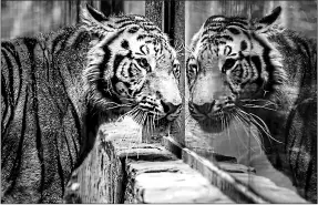  ?? Afp ?? La tigresa de Bengala Kira fue cedida al Zoológico de Culiacán, debido a que sus dueños ya no podían cuidarla.