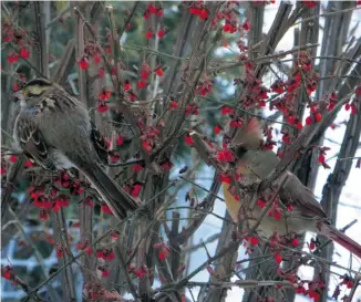  ?? JANE BUCKLEY PHOTO ?? Studies in camouflage: a white-throated sparrow and a cardinal.