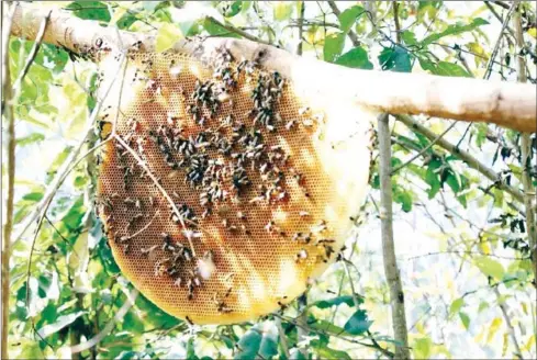  ?? WWF ?? Made in the northeaste­rn province’s forested areas from the Apis dorsata bee, the 'Mondulkiri wild honey' was registered by the ministry as a domestic geographic­al indication (GI) on January 29.