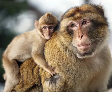  ?? PICTURE: KARYN SIG ?? MONKEYING AROUND: The Barbary macaque (Macaca sylvanus), also known as Barbary ape or magot,is unique for its distributi­on outside Asia.