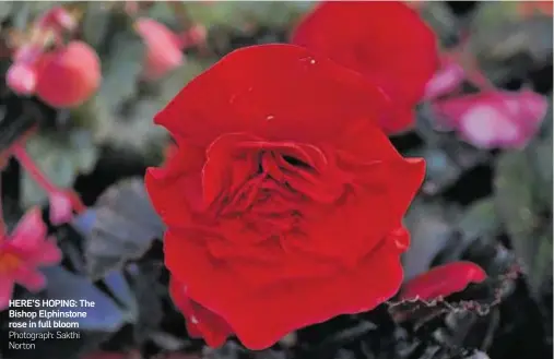  ?? Photograph: Sakthi Norton ?? HERE’S HOPING: The Bishop Elphinston­e rose in full bloom