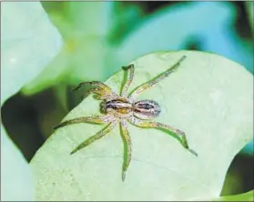  ?? JOHNNY N. DELL/FOR THE BALTIMORE SUN ?? Wolf spiders live and hunt in lawns, grass and leaf litter, but won’t survive indoors.