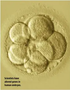  ??  ?? Scientists have altered genes in human embryos.