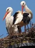  ??  ?? AVIAN KINGS: White storks nesting on a chimney top
