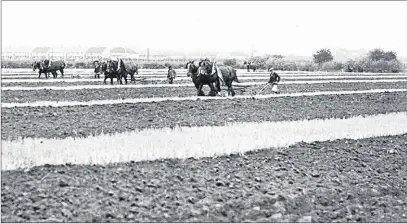  ?? Contribute­d ?? n PLOUGHING THROUGH: This photo, taken in 1937, shows the annual ploughing match under way on what is now the northern runway at Heathrow Airport