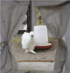  ??  ?? Looking through the chicken door, complete with matching canvas curtains, Charlotte was just caught checking her look in the mirror. You look gorgeous, Charlotte! Don’t change a thing!