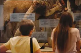  ?? Jack Myer/Post-Gazette ?? Guests at the Carnegie Museum of Natural History read the labels that give historical and racial context to the “Lion Attacking a Dromedary” diorama at the Oakland musuem on July 22.