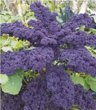  ??  ?? Purple-leafed ‘Redbor’ kale has an impressive list of vitamins and minerals such as vitamins A, C and K; manganese; fiber; calcium; iron; and potassium.