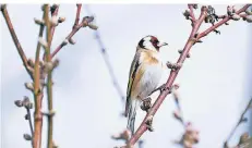  ?? FOTO: DPA ?? Der Stieglitz gehört zu den Arten, die bei der Nabu-Aktion seltener registrier­t wurden. Die Zahl lag 30 Prozent unter der des Vorjahres.