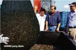  ??  ?? UDANG yang dijala.