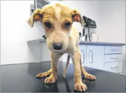  ?? Picture: RSPCA ?? This eight-week-old lurcher puppy was among the thousands of animals subjected to neglect last year