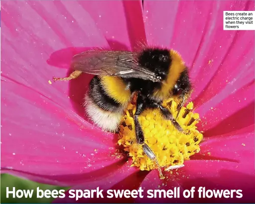  ??  ?? Bees create an electric charge when they visit flowers