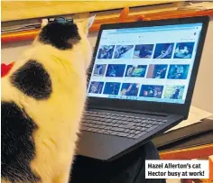  ?? ?? Hazel Allerton’s cat Hector busy at work!