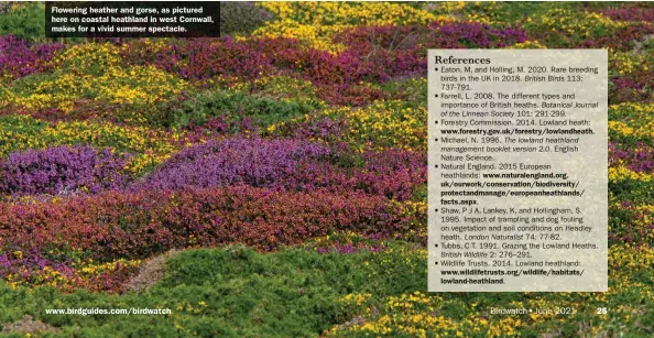  ??  ?? Flowering heather and gorse, as pictured here on coastal heathland in west Cornwall, makes for a vivid summer spectacle. www.birdguides.com/birdwatch
Birdwatch•June 2021