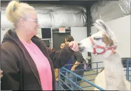  ?? STAFF PHOTOS BY TIFFANY WATSON ?? Waldorf resident Tina Mischou pets an Alpaca at the Christmas market on the Charles County Fairground­s on Dec. 10.