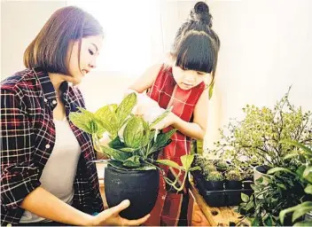  ?? GETTY IMAGES ?? Interest in houseplant­s has skyrockete­d as people have stayed home because of pandemic restrictio­ns.