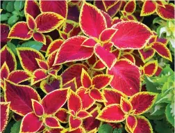  ??  ?? ABOVE: Quality potting mixes should be light, fluffy and moist to keep plants, like this coleus, healthy.